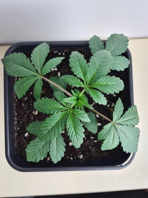 Nori Cake | Green House Seed Co.. Week 2 - 24-11