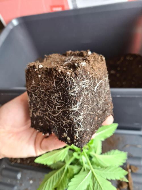 Rainbow Melon | Fast Buds. Week 2 - 20-11 Roots