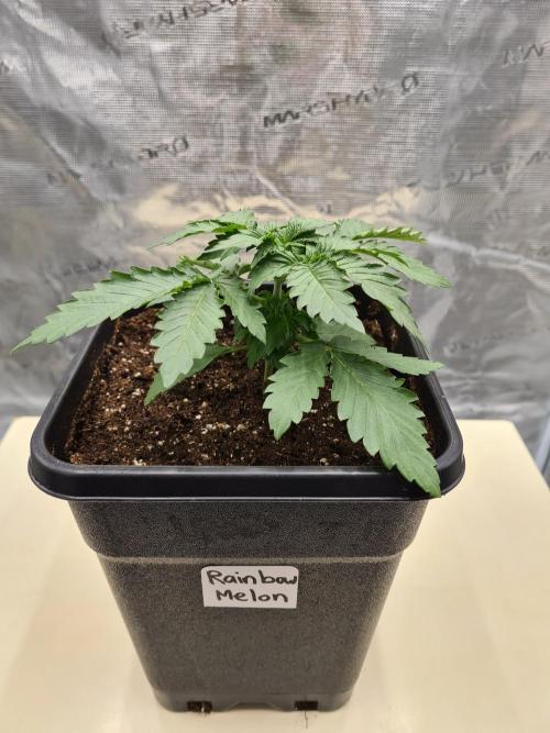 Rainbow Melon | Fast Buds. Week 2 - 20-11 Transplanted