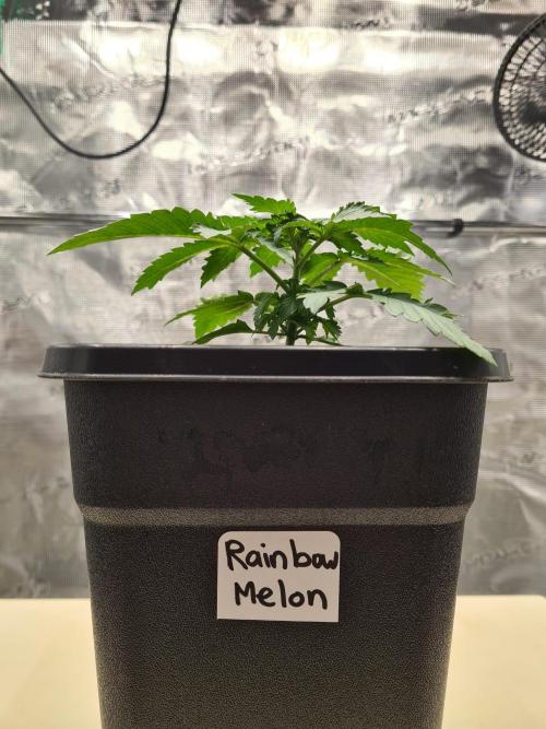Rainbow Melon | Fast Buds. Week 2 - 20-11 Transplanted