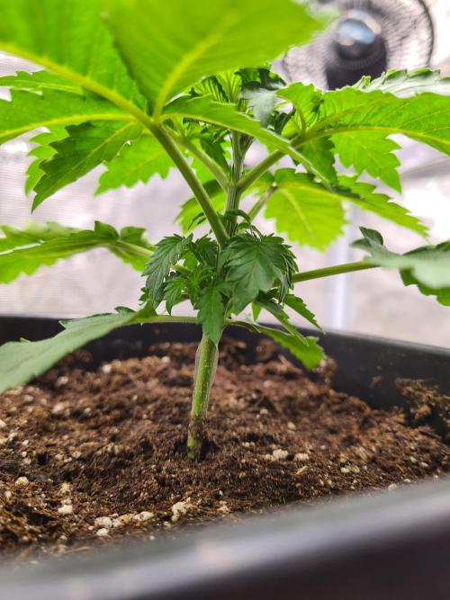 Rainbow Melon | Fast Buds. Week 2 - 20-11 Transplanted