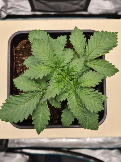 Rainbow Melon | Fast Buds. Week 2 - 20-11 Transplanted