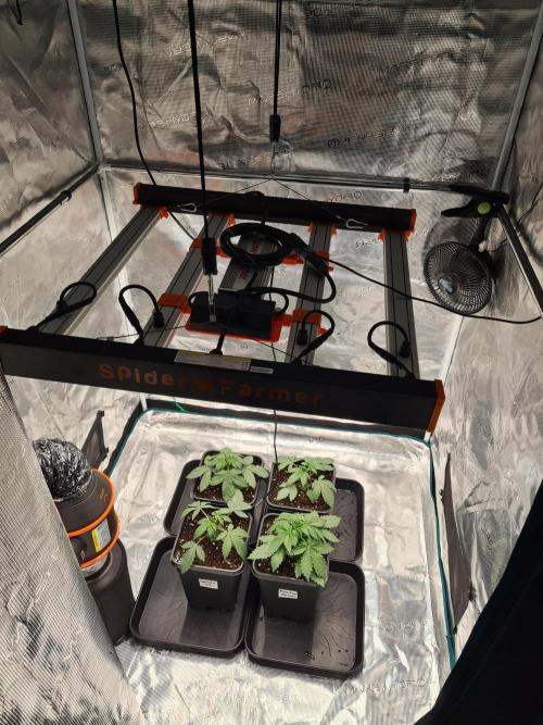 Rainbow Melon | Fast Buds. Week 2 - 24-11 Group Photo