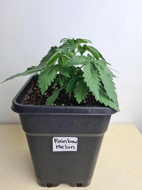 Rainbow Melon | Fast Buds. Week 2 - 24-11