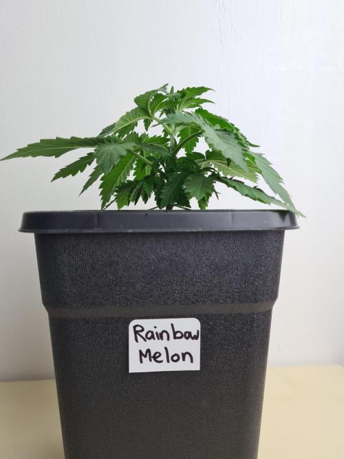Rainbow Melon | Fast Buds. Week 2 - 24-11