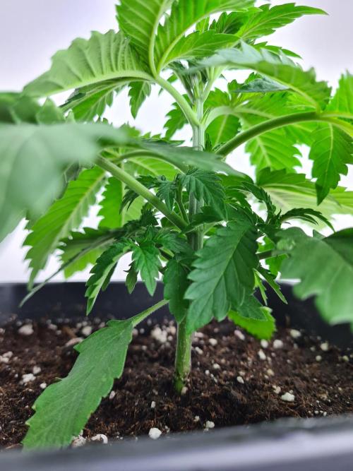 Rainbow Melon | Fast Buds. Week 2 - 24-11