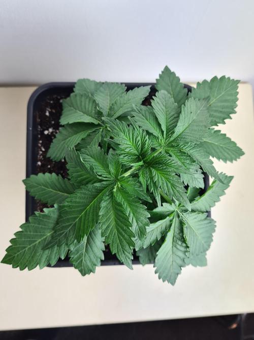 Rainbow Melon | Fast Buds. Week 2 - 24-11