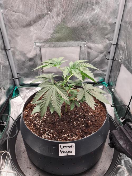 Lemonpaya | Fast Buds. Week 3 - 28-11