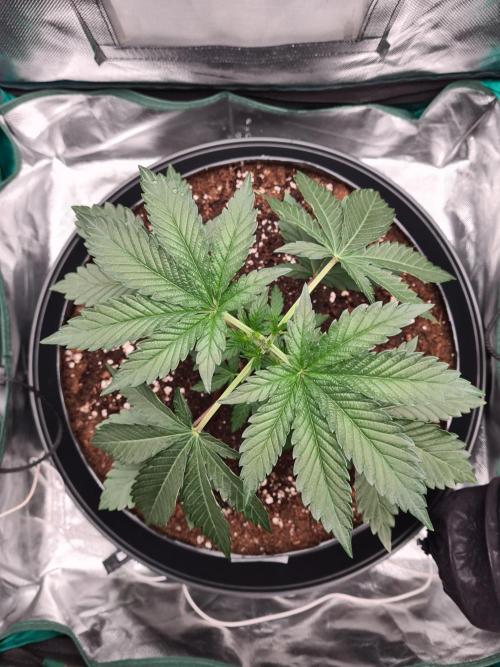 Lemonpaya | Fast Buds. Week 3 - 28-11