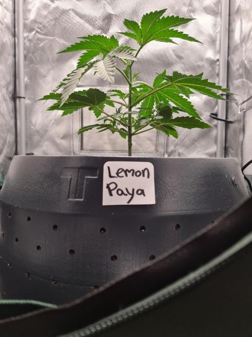 Lemonpaya | Fast Buds. Week 3 - 28-11