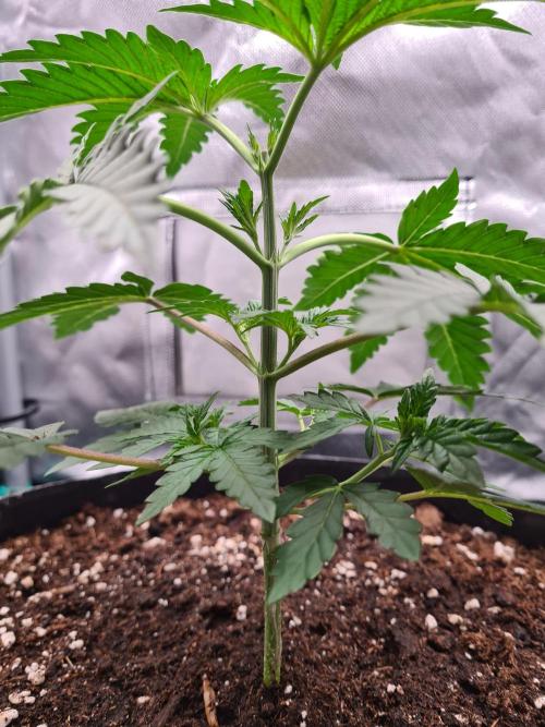 Lemonpaya | Fast Buds. Week 3 - 28-11