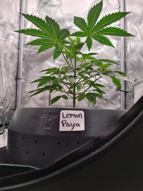 Lemonpaya | Fast Buds. Week 3 - 2-12
