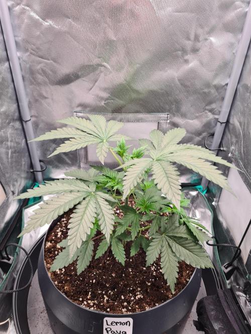 Lemonpaya | Fast Buds. Week 3 - 2-12