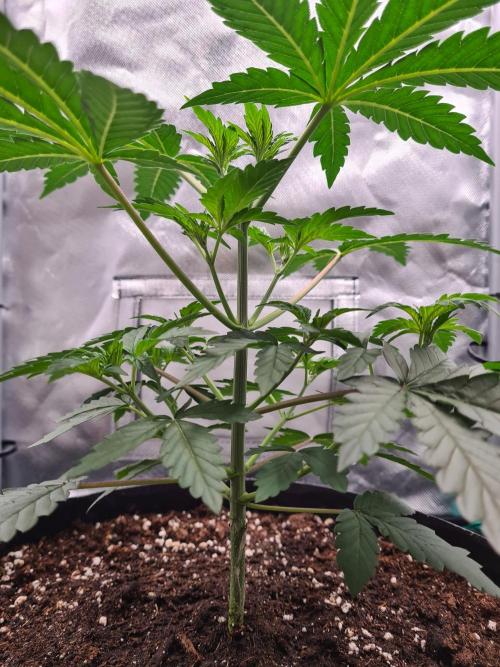 Lemonpaya | Fast Buds. Week 3 - 2-12