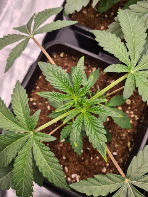 Gelato 44 | Royal Queen Seeds. Week 3 - 27-11 Yellow tips