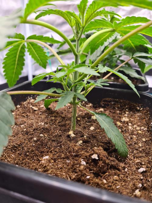 Gelato 44 | Royal Queen Seeds. Week 3 - 27-11 Before