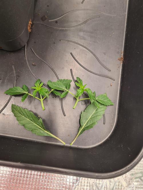 Gelato 44 | Royal Queen Seeds. Week 3 - 27-11 Removed