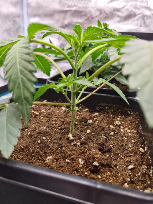 Gelato 44 | Royal Queen Seeds. Week 3 - 27-11 After