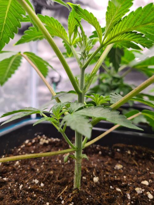 Gelato 44 | Royal Queen Seeds. Week 3 - 29-11 Before