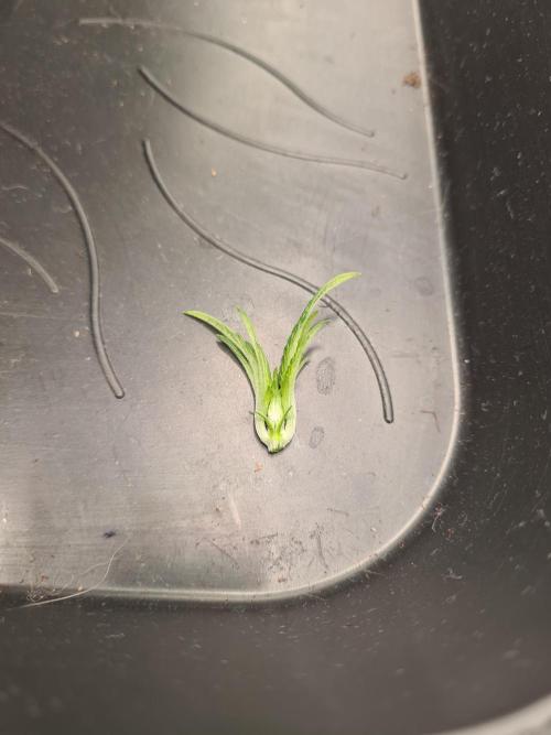 Gelato 44 | Royal Queen Seeds. Week 3 - 29-11 Topped