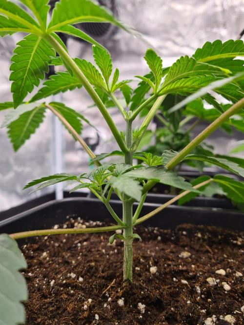 Gelato 44 | Royal Queen Seeds. Week 3 - 29-11 After