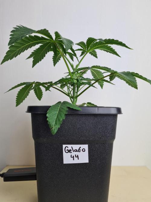 Gelato 44 | Royal Queen Seeds. Week 3 - 2-12