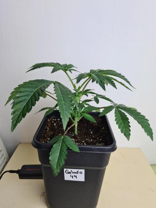 Gelato 44 | Royal Queen Seeds. Week 3 - 2-12