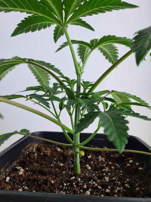 Gelato 44 | Royal Queen Seeds. Week 3 - 2-12