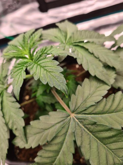 Tarte Tatin | Greenhouse Seeds Co.. Week 3 - 27-11 Yellow tips