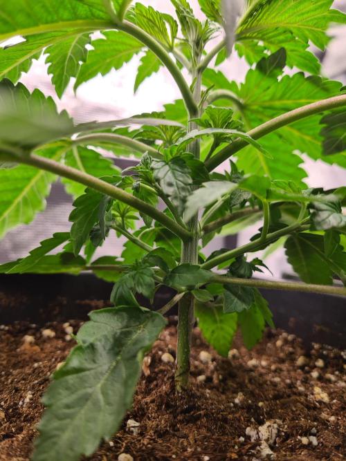 Tarte Tatin | Greenhouse Seeds Co.. Week 3 - 27-11 Before