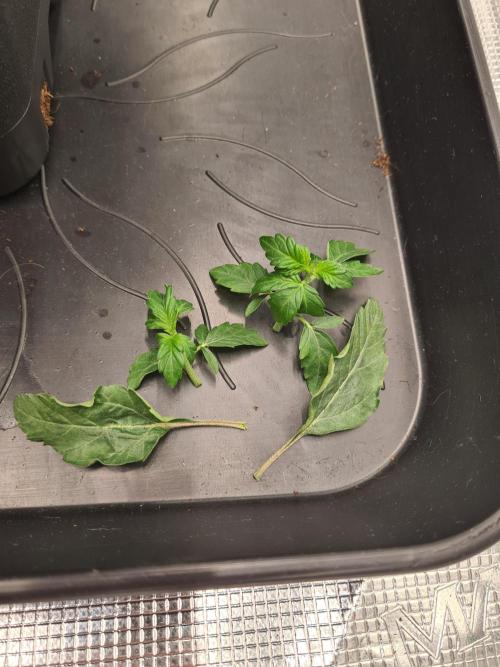 Tarte Tatin | Greenhouse Seeds Co.. Week 3 - 27-11 Removed