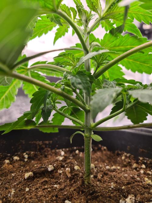 Tarte Tatin | Greenhouse Seeds Co.. Week 3 - 27-11 After