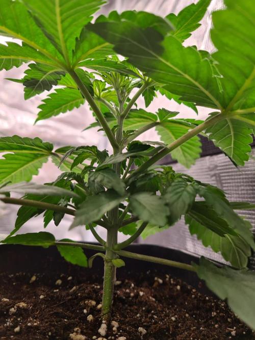 Tarte Tatin | Greenhouse Seeds Co.. Week 3 - 29-11 Before