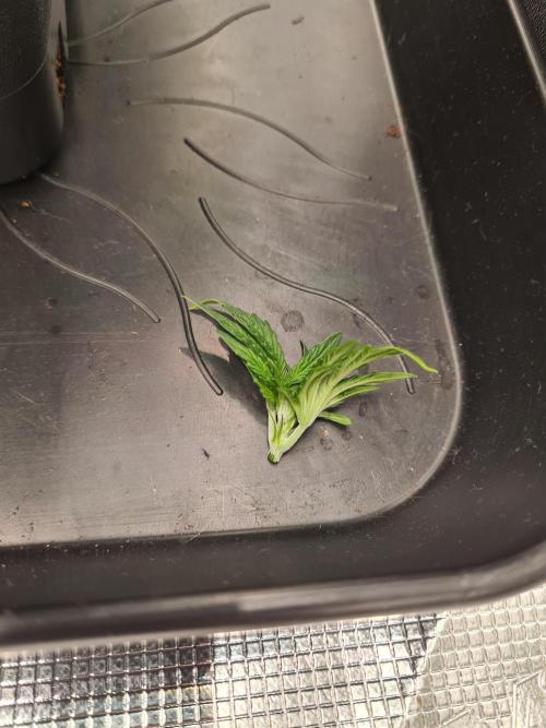 Tarte Tatin | Greenhouse Seeds Co.. Week 3 - 29-11 Topped