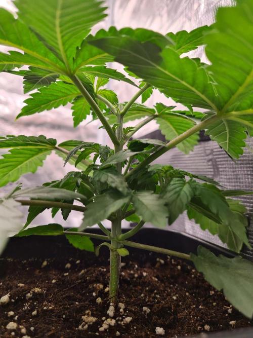 Tarte Tatin | Greenhouse Seeds Co.. Week 3 - 29-11 After