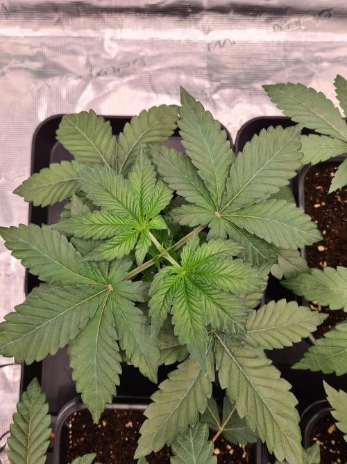 Tarte Tatin | Greenhouse Seeds Co.. Week 3 - 29-11 After