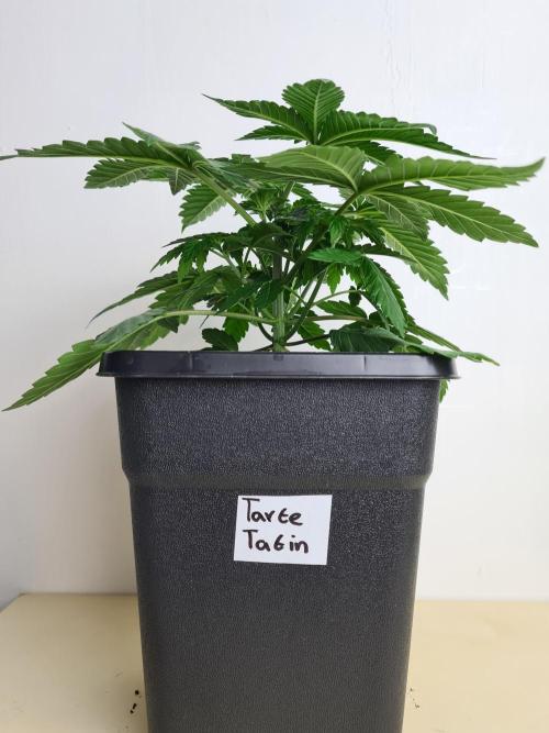 Tarte Tatin | Greenhouse Seeds Co.. Week 3 - 2-12