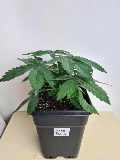Tarte Tatin | Greenhouse Seeds Co.. Week 3 - 2-12