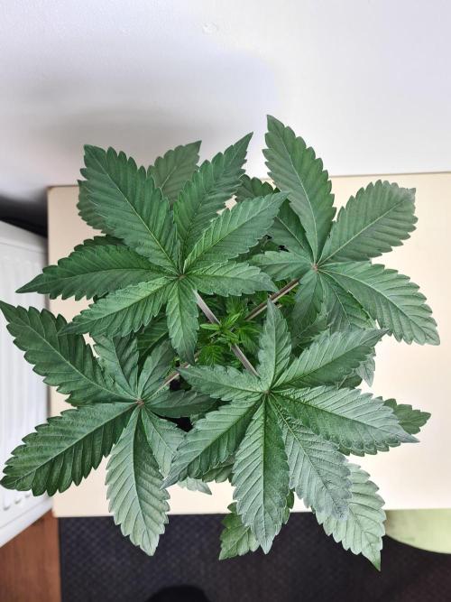 Tarte Tatin | Greenhouse Seeds Co.. Week 3 - 2-12