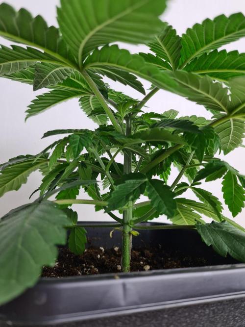 Tarte Tatin | Greenhouse Seeds Co.. Week 3 - 2-12