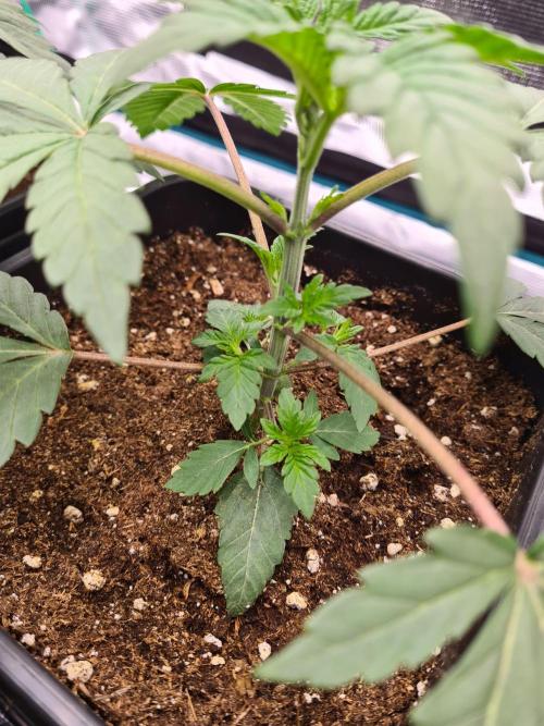 Nori Cake | Green House Seed Co.. Week 3 - 27-11 Before