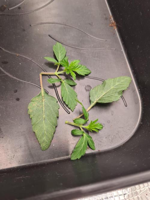 Nori Cake | Green House Seed Co.. Week 3 - 27-11 Removed