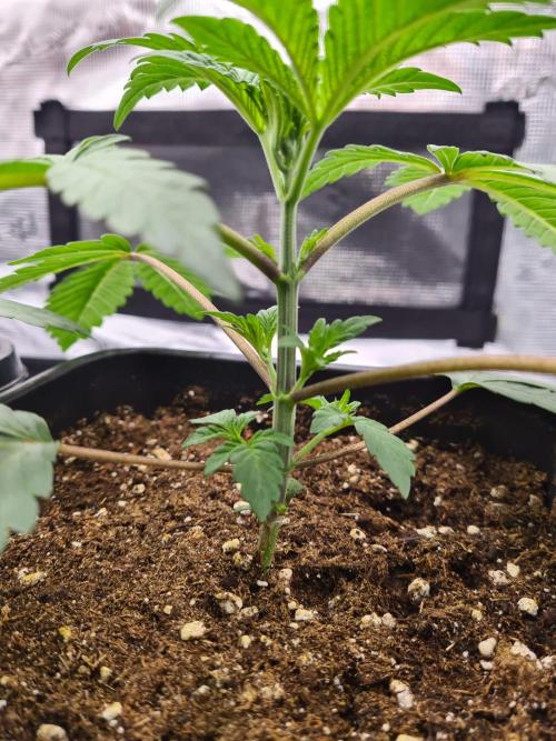 Nori Cake | Green House Seed Co.. Week 3 - 27-11 After