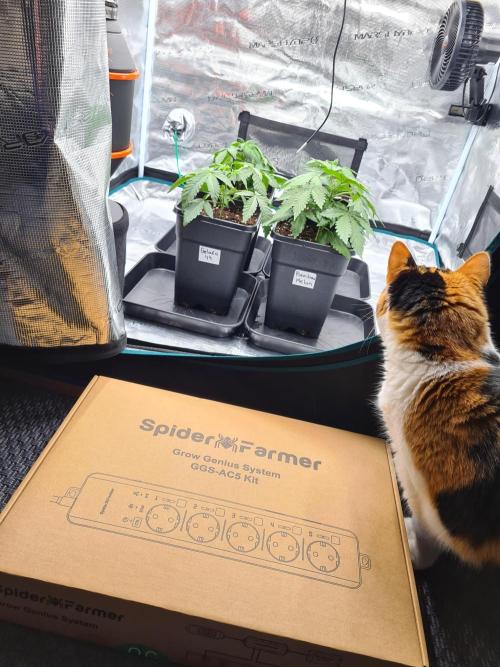 Nori Cake | Green House Seed Co.. Week 3 - 28-11 New Stuff