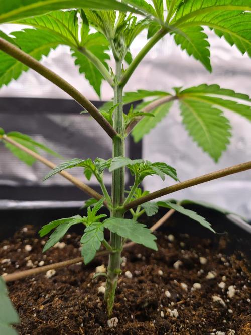Nori Cake | Green House Seed Co.. Week 3 - 29-11 Before