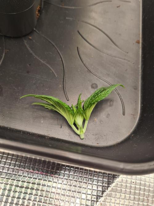 Nori Cake | Green House Seed Co.. Week 3 - 29-11 Topped