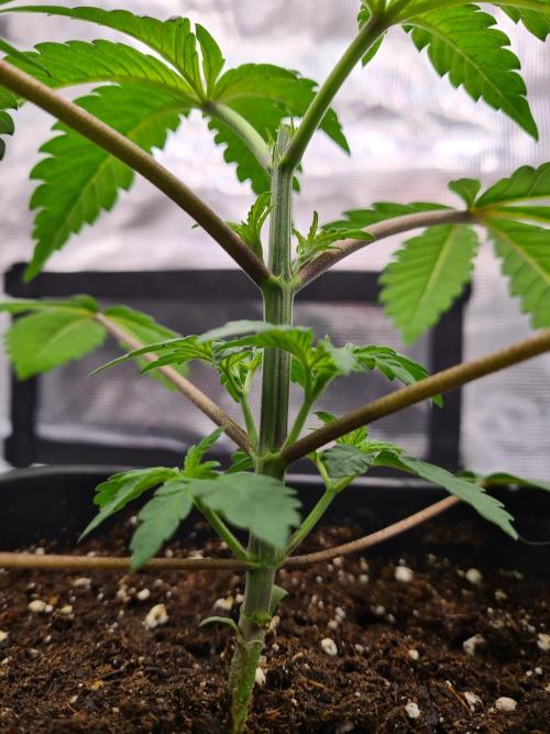 Nori Cake | Green House Seed Co.. Week 3 - 29-11 After