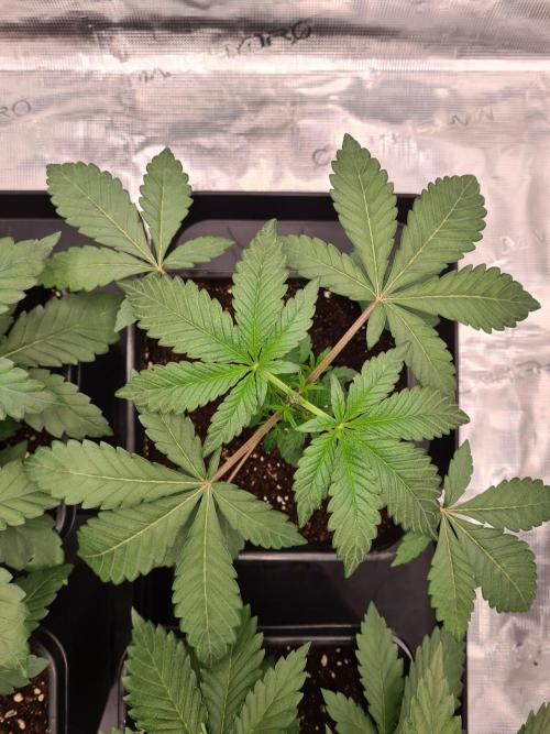 Nori Cake | Green House Seed Co.. Week 3 - 29-11 After