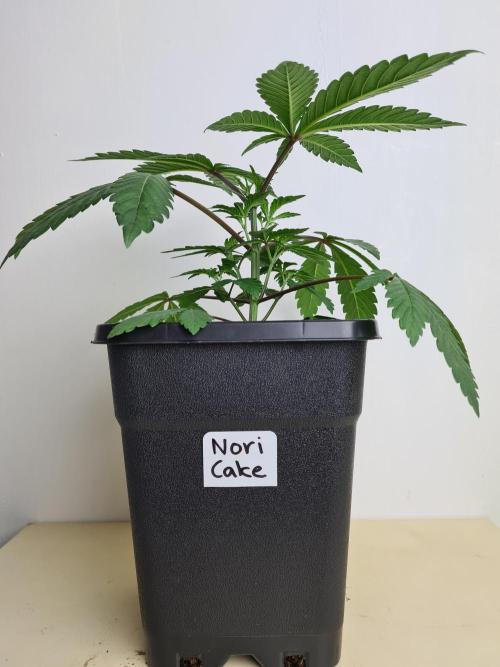 Nori Cake | Green House Seed Co.. Week 3 - 2-12