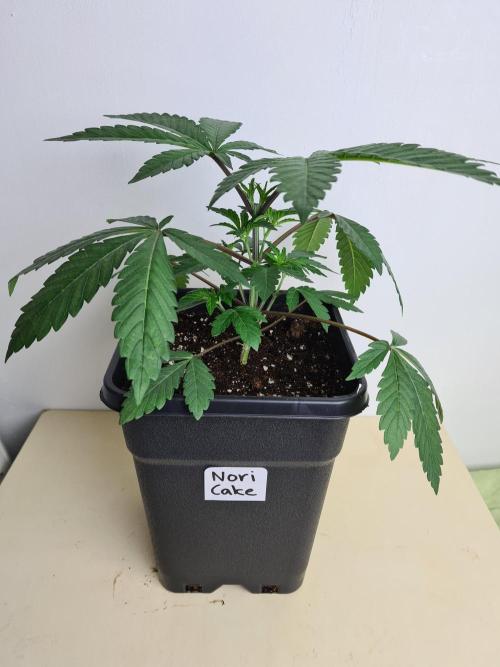 Nori Cake | Green House Seed Co.. Week 3 - 2-12